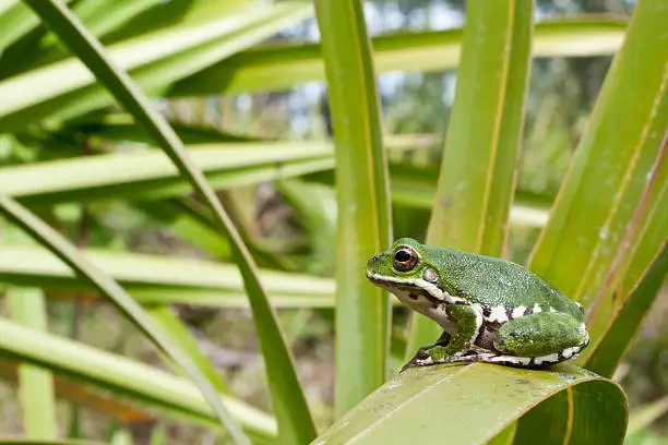 Photo of Barking Treefrog