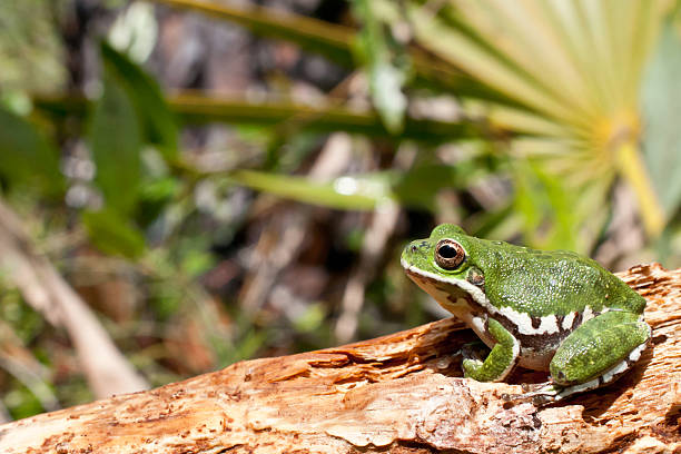 лай treefrog - camouflage animal frog tree frog стоковые фото и изображения