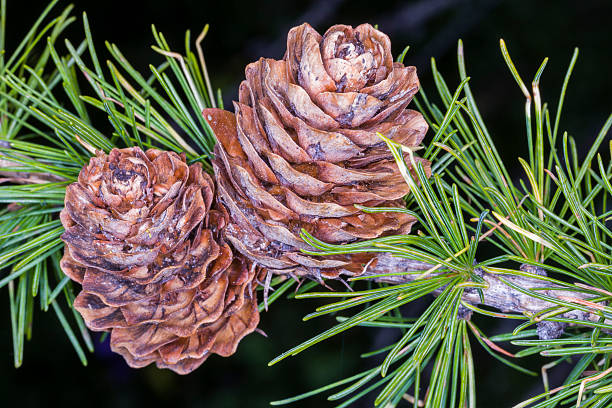 istock Larch branch with needles and cones. Aosta Valley, Italy 508142476