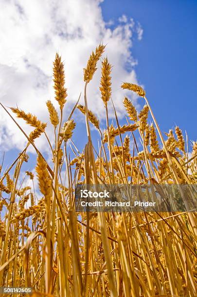 Wheat Stock Photo - Download Image Now - Yorkshire - England, Agriculture, Cereal Plant