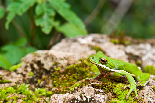 A Green Treefrog in it's natural environment.