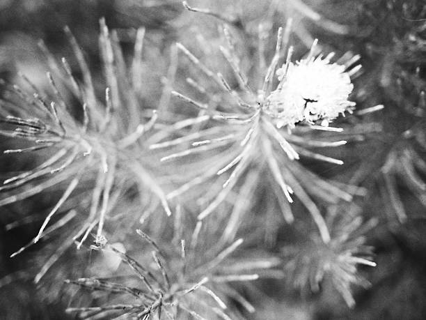 Scanned 35mm film - analog photography. 
