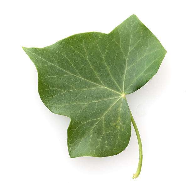 istock Ivy; Hedera, helix; sheet; poisonous 508142950
