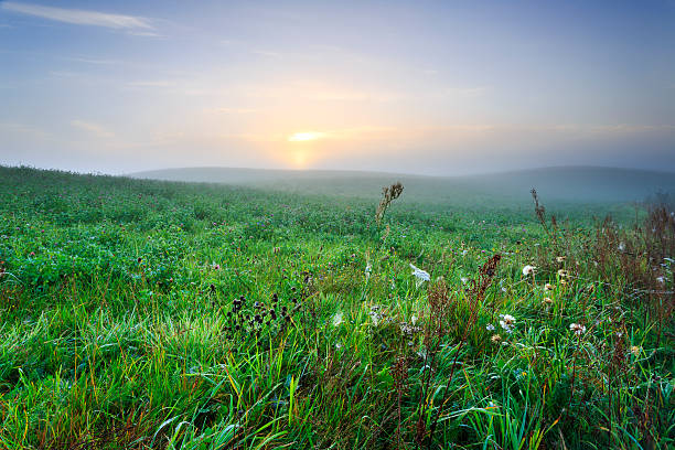 Morning light Morning light in Kashubia province in north Poland. sunset dew stock pictures, royalty-free photos & images