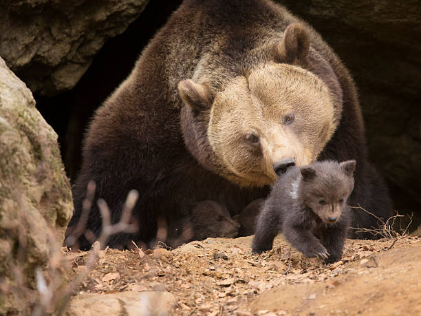 istock Brown bear family 508143005