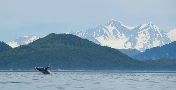 ballena incumplimiento de glacier bay - glacier bay national park fotografías e imágenes de stock