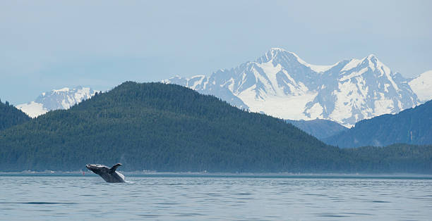 istock Whale Breach at Glacier Bay 508143265