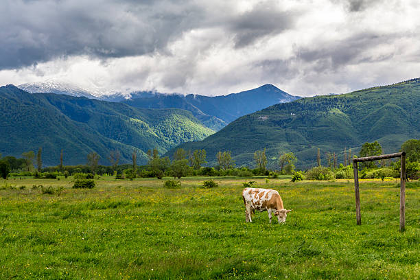 Cow eating green grass on a meadow with mountains in the background