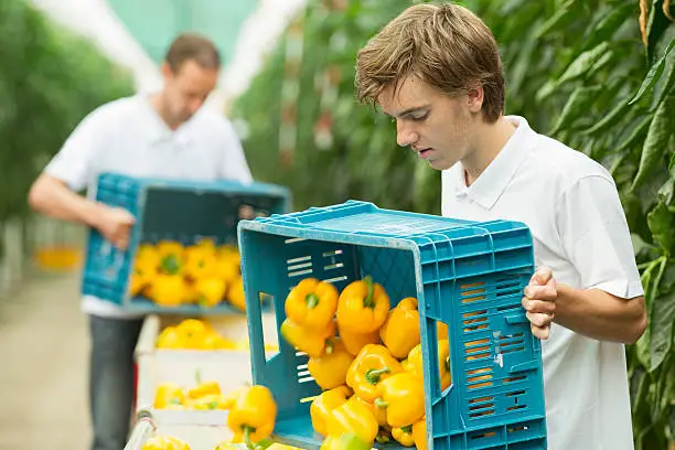 Working together in a greenhouse, quality control