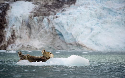 Near a glacier, harbor seals rest on an ice flow in Alaska.