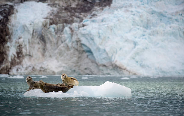 Harbor Seals Sit on an Ice Flow in Alaska Near a glacier, harbor seals rest on an ice flow in Alaska. glacier bay stock pictures, royalty-free photos & images