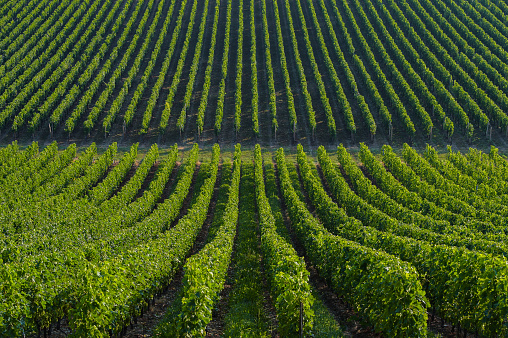 Aerial view of scenic agricultural field with vineyard