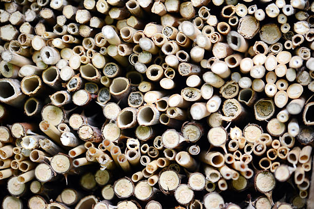 istock close bee nest in hotel insect shelter 508144739