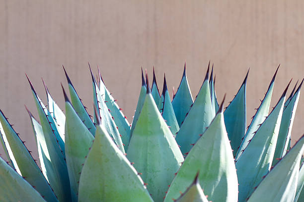 istock In Unison: Sharp Leaves of Blue Agave (American Aloe) Plant 508145257