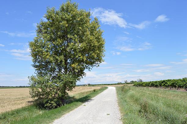 istock Landscape of Languedoc 508145547