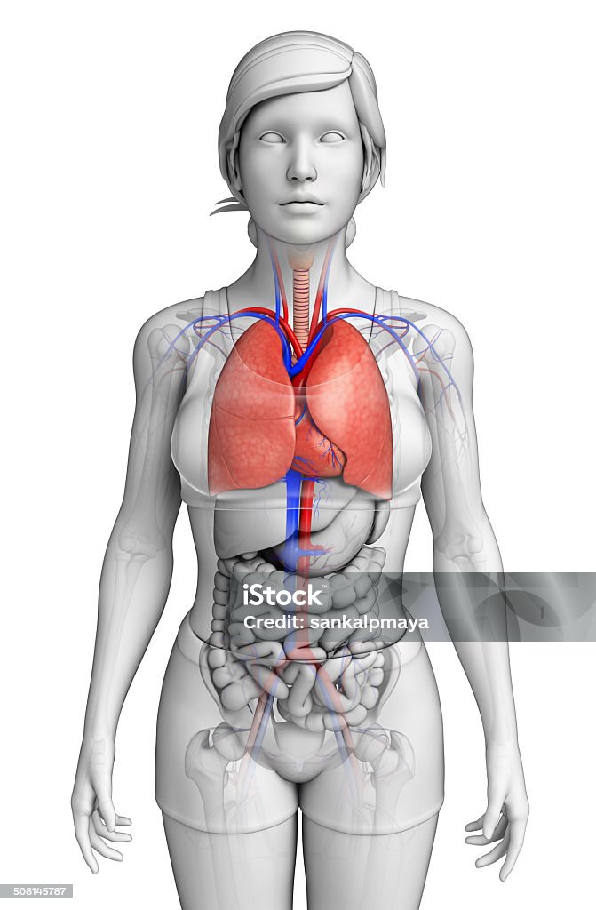 Feminino pulmões anatomia - Foto de stock de Abdome royalty-free