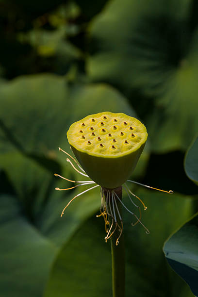 istock Nelumbo sp. (family: Nelumbonaceae). The seed pod 508150306