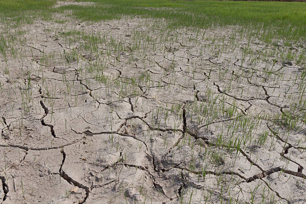 istock rice and grass Dry land 508150424