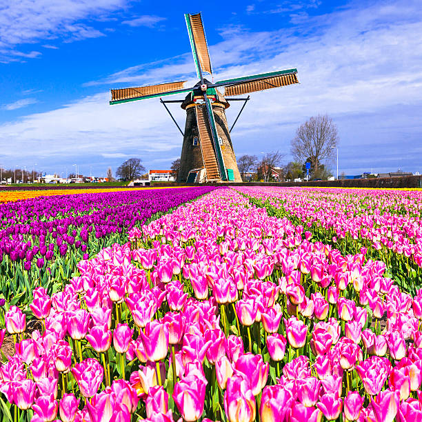 istock Traditional Netherland Countryside. 508150594