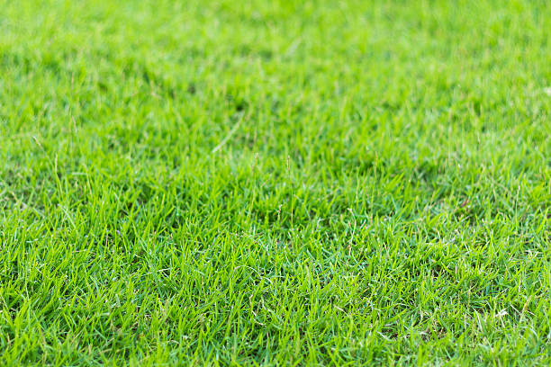 istock green grass in the garden(soft focus) 508151598