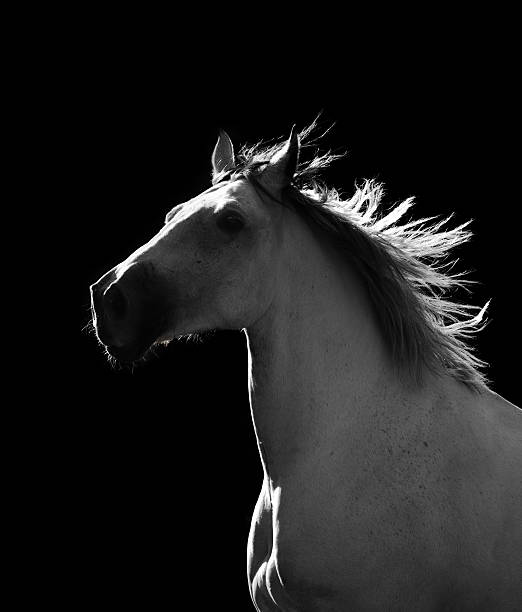 istock white horse moving in the dark 508151646