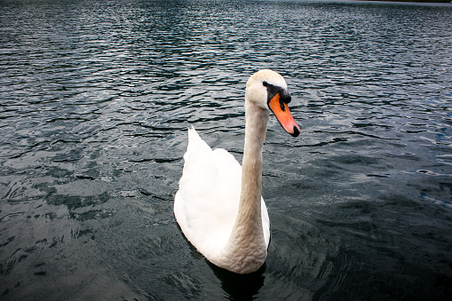 Swan on the water on lake