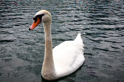 Swan on the water on lake