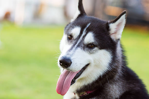 istock Siberian Husky smiling portrati 508152584