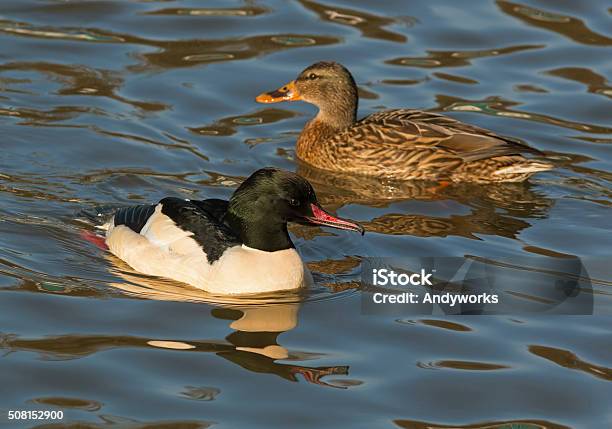 Común Pollo Agua Y Pato Ánade Real Foto de stock y más banco de imágenes de Agua - iStock Común Pollo Agua Y Pato Ánade Real Foto de stock y más banco de imágenes de Agua - iStock