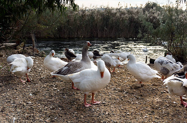 istock Gooses are swimming in lake 508152976