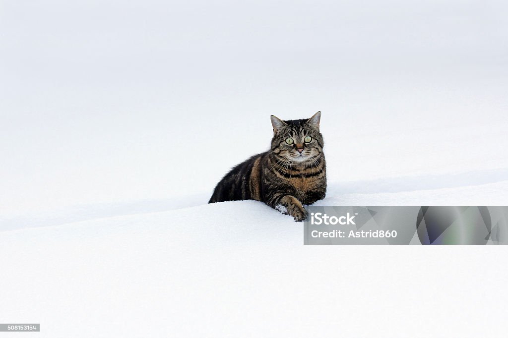 Kucing Gemuk Kecil Di Salju Dalam Foto Stok - Unduh Gambar Sekarang