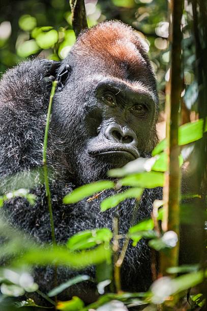 портрет западной lowland gorilla - gorilla west monkey wildlife стоковые фото и изображения