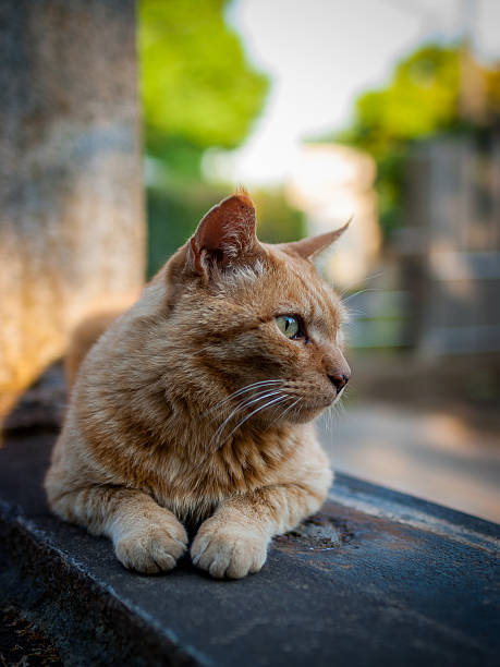 Yanaka is well known in Japan for its population of stray cats which tend to be well looked after by both locals and tourists.  Here one sits calmly on a Japanese grave.