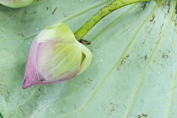 istock pink lotus flower on leaves 508154502