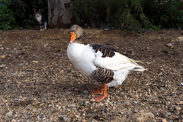 istock Gooses are swimming in lake 508154980