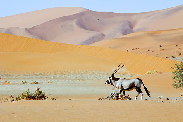 istock Wandering dune of Sossuvlei in Namibia with Oryx walking 508155444