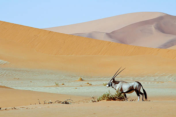 istock Wandering dune of Sossuvlei in Namibia with Oryx walking 508155496