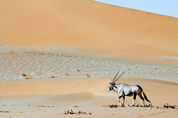 istock Wandering dune of Sossuvlei in Namibia with Oryx walking 508155554