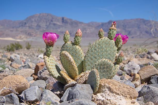 istock Blooming Beavertail Cactus in Death Valley 508157066