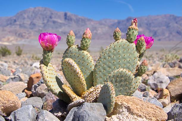 istock Blooming Beavertail Cactus in Death Valley 508157104