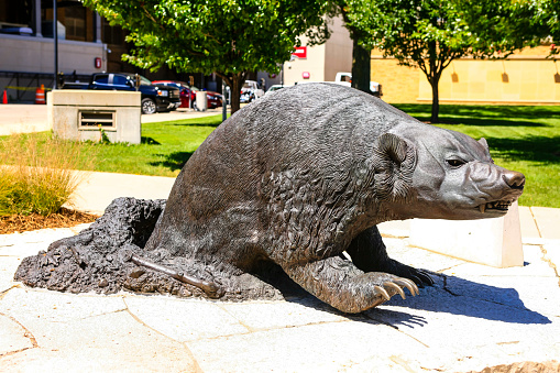 Madison, WI, USA - July 31, 2015: Statue of a UWBadger at Camp Randall in Madison Wisconsin