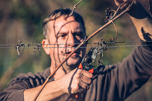 Dead tendrils of vines clinging on the wire fence in a vineyard