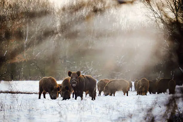 Wild boars on winter forest