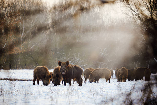 selvagem javalis na floresta de inverno - wild boar - fotografias e filmes do acervo