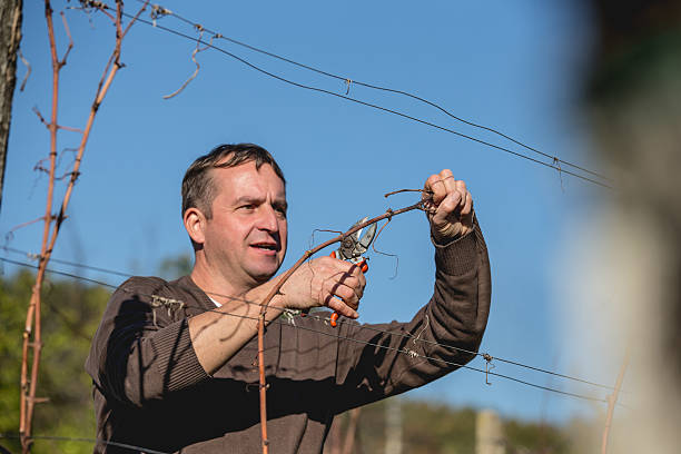 Neatly aligned grapevines stand in rows with freshly tilled soil between them, set against a background of dense green trees. The early spring setting emphasizes growth, renewal, and the careful preparation typical of traditional viticulture.