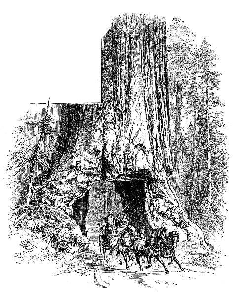 istock Antique illustration of Wawona 508160616