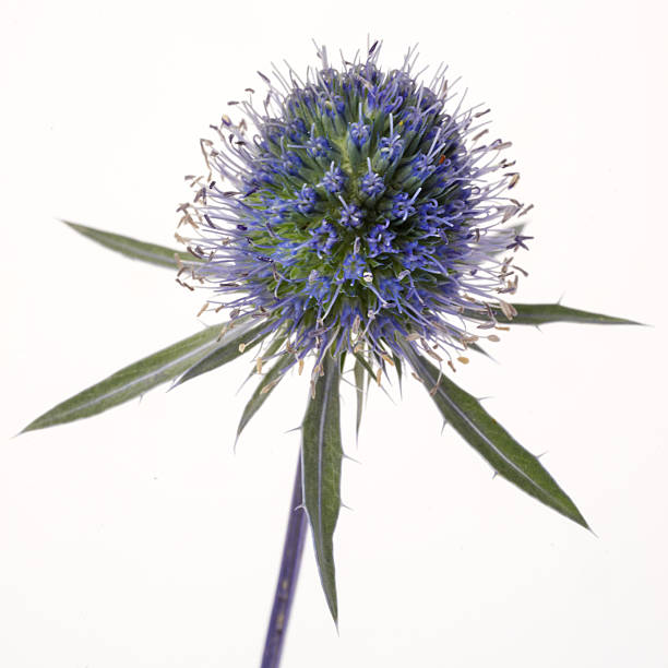 istock Echinops -closeup globe thistles plant 508162590