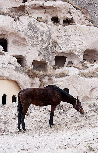jaskinie i brązowy konia - mule horse dirty sky zdjęcia i obrazy z banku zdjęć
