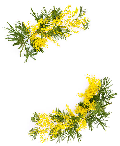 Border of mimosa flowers. Frame of mimosa flower. Isolated on white. wattle flower stock pictures, royalty-free photos & images