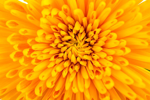 istock yellow Chrysanthemum flowers 508163816